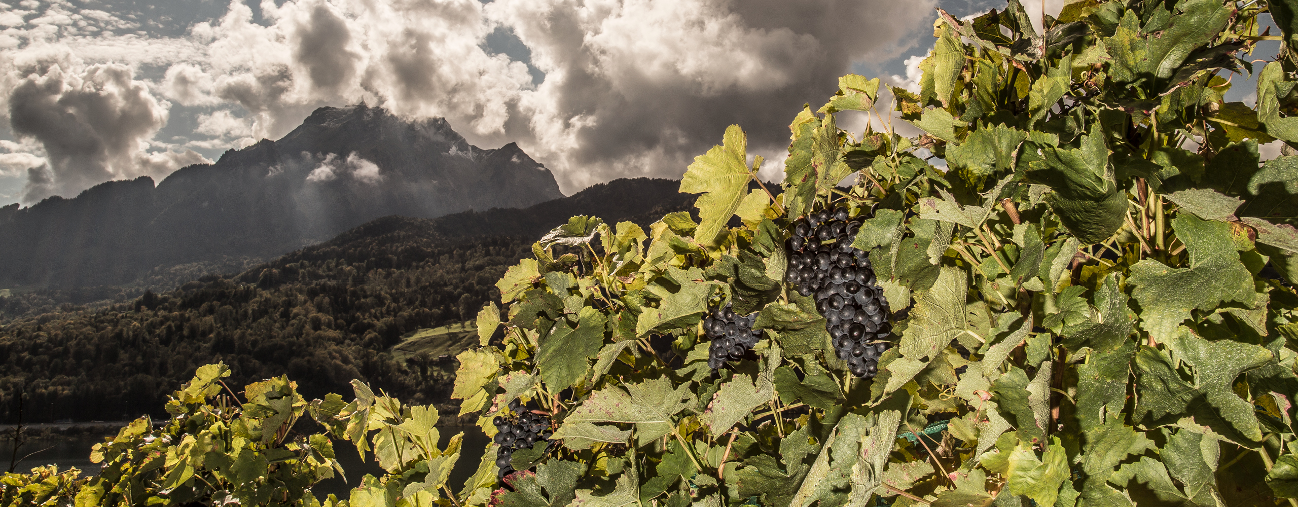 01 Weingeschichte Weingut Portrait