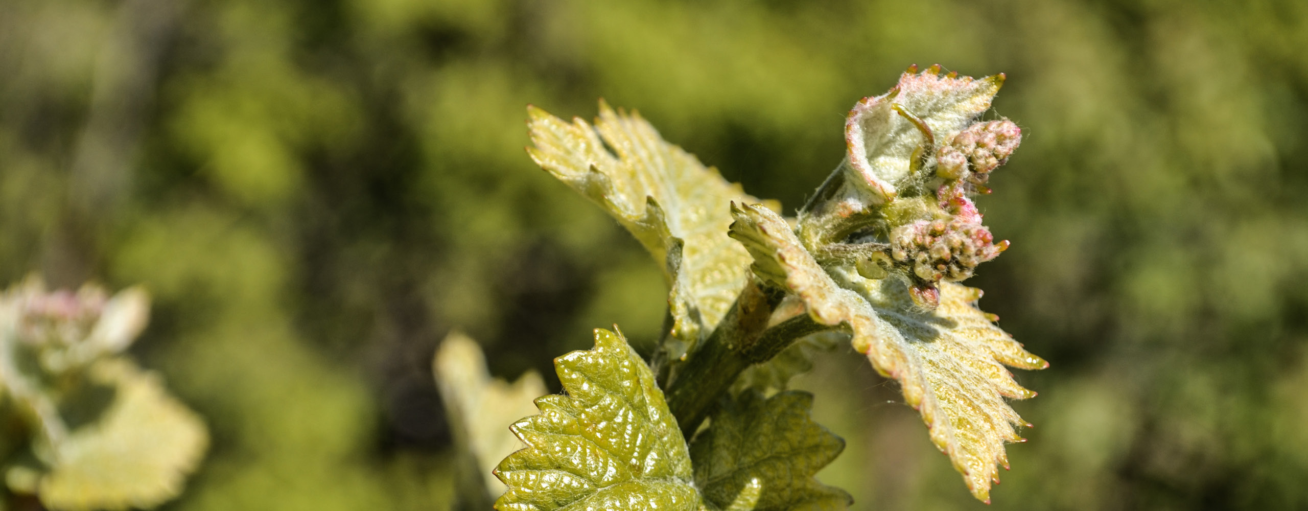 06 Weingeschichte Weingut Bluetenstand