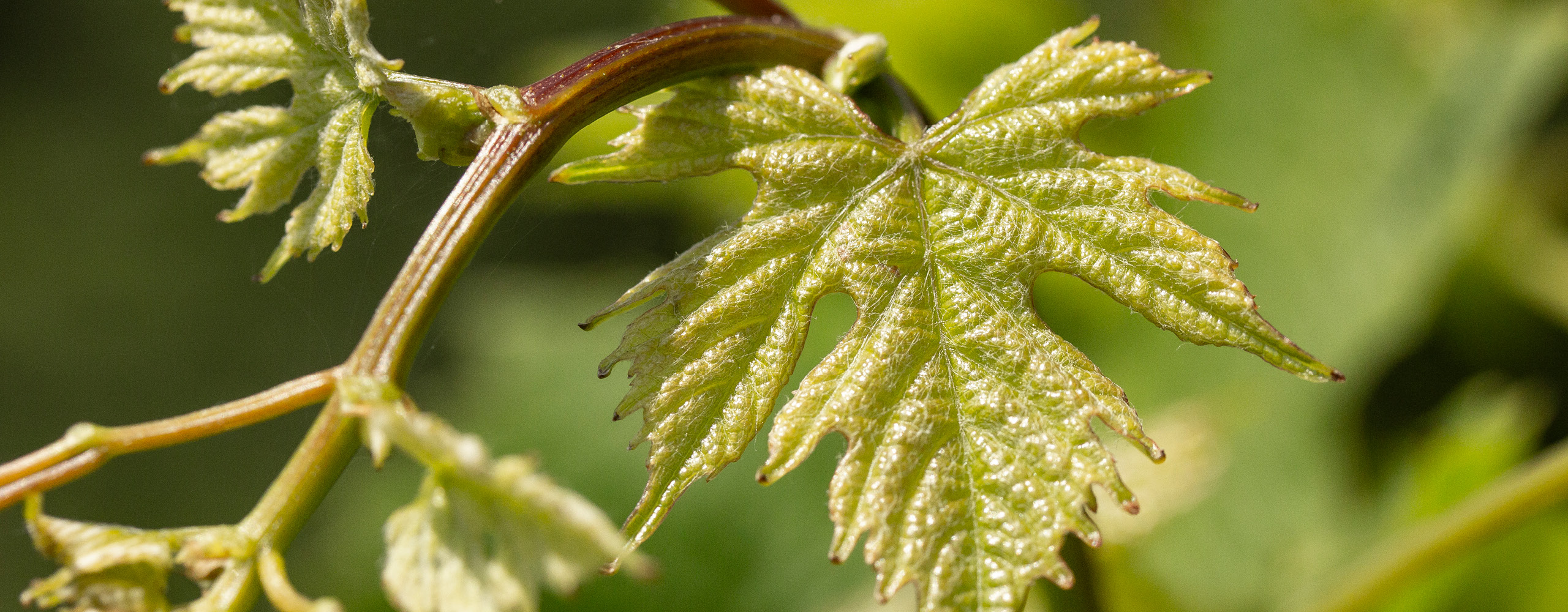 10 Weingeschichte Weingut Fruehling Blatt